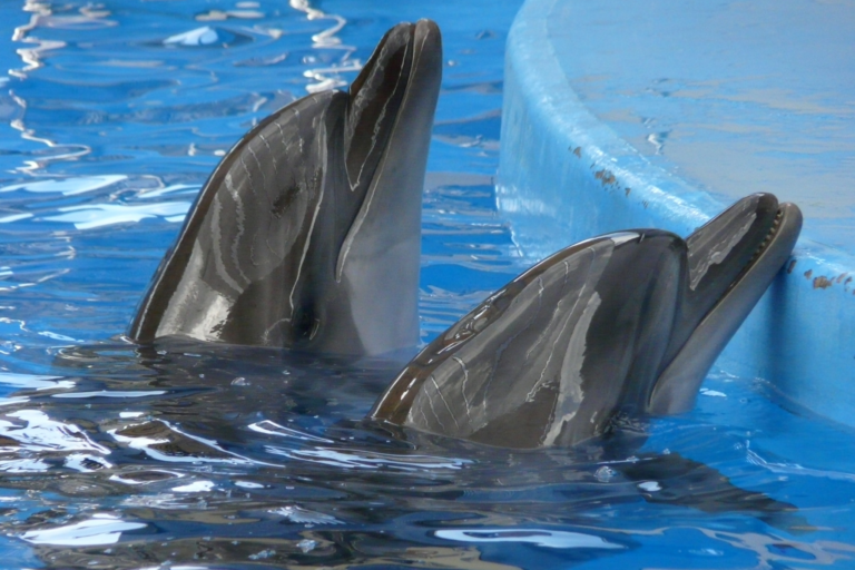 Animais mais inteligentes da natureza