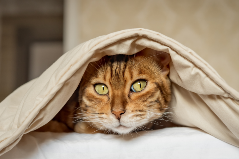 Alimentação natural para gatos no inverno