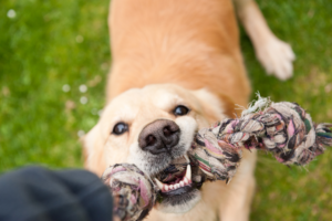 Brincadeiras para cães resgatados