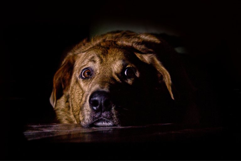 Cães e traumas: como reconstruir a confiança