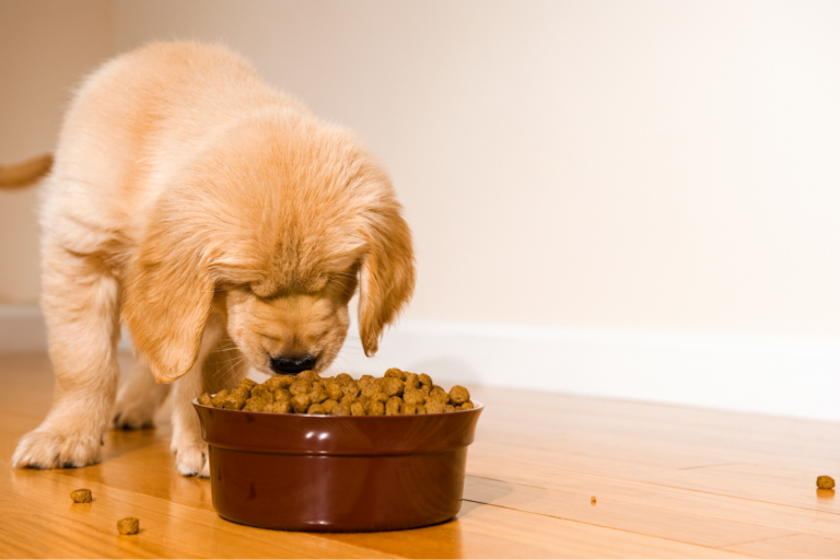 Como fazer um cão que não come comer