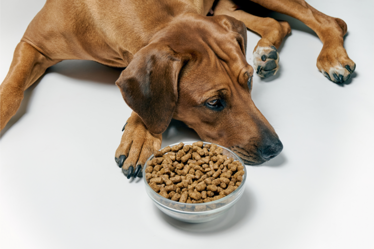 Como lidar com cães com ansiedade alimentar