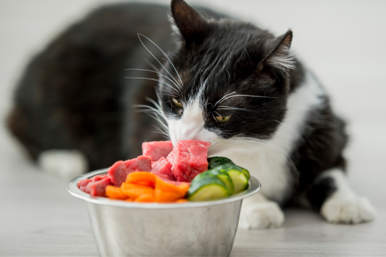 Como montar uma dieta natural para gatos