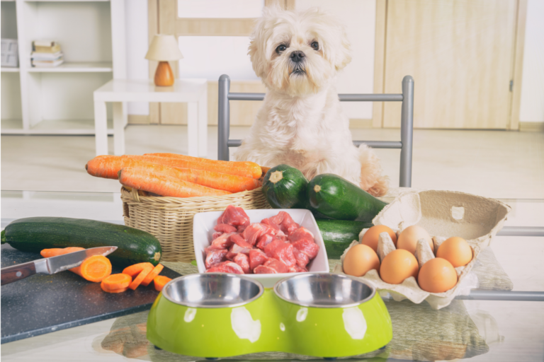 Como preparar comida caseira para cachorro