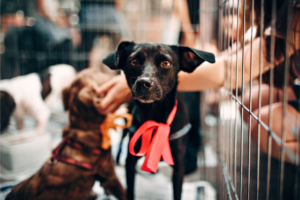 Dicas para adestrar cães resgatados