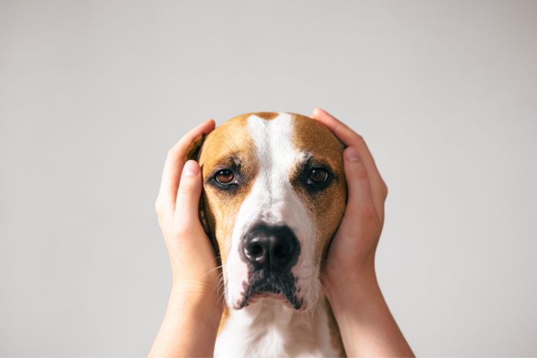Dicas para cães com medo de barulho