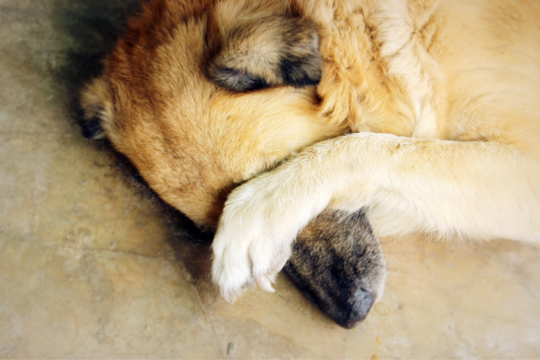 Dicas para socializar cães tímidos