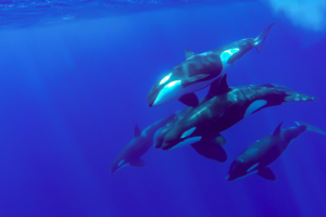 Estratégias de caça mais incríveis dos oceanos