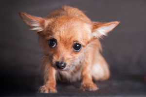 Medos mais comuns em cães e como lidar