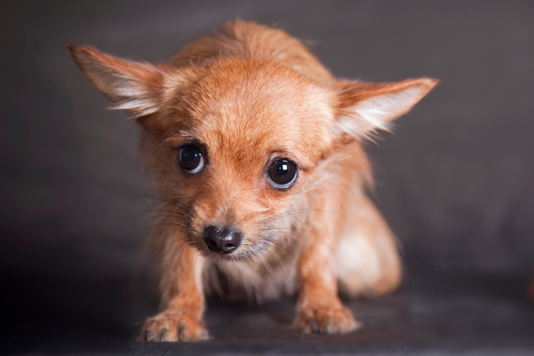 Medos mais comuns em cães e como lidar