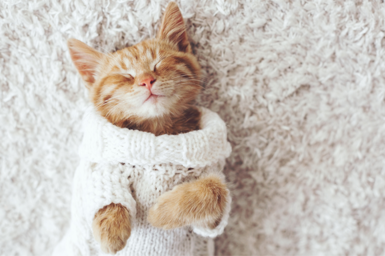 Oque gatos mais comem no frio