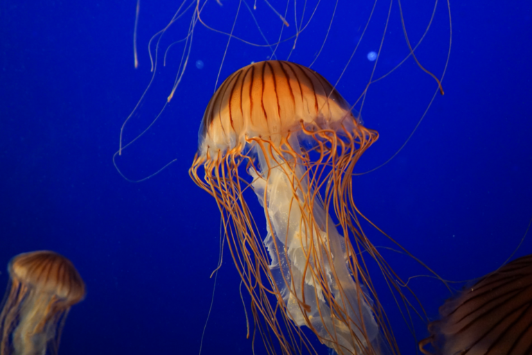 Os maiores animais marinhos do planeta