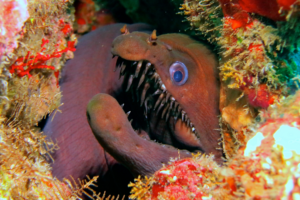 Predadores mais letais dos oceanos