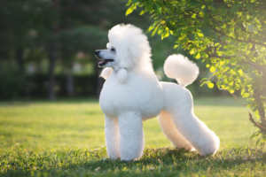 As raças de cães mais inteligentes do mundo
