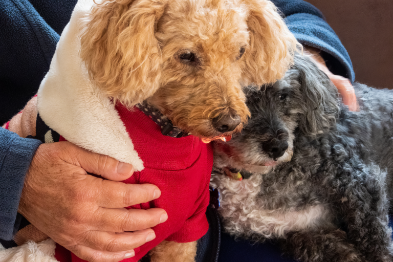 Cães ideais para idosos