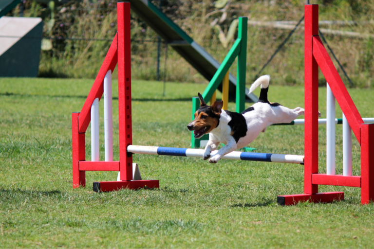 Como treinar seu cão para o agility