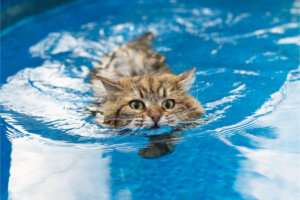 Os melhores esportes para fazer com seu gato