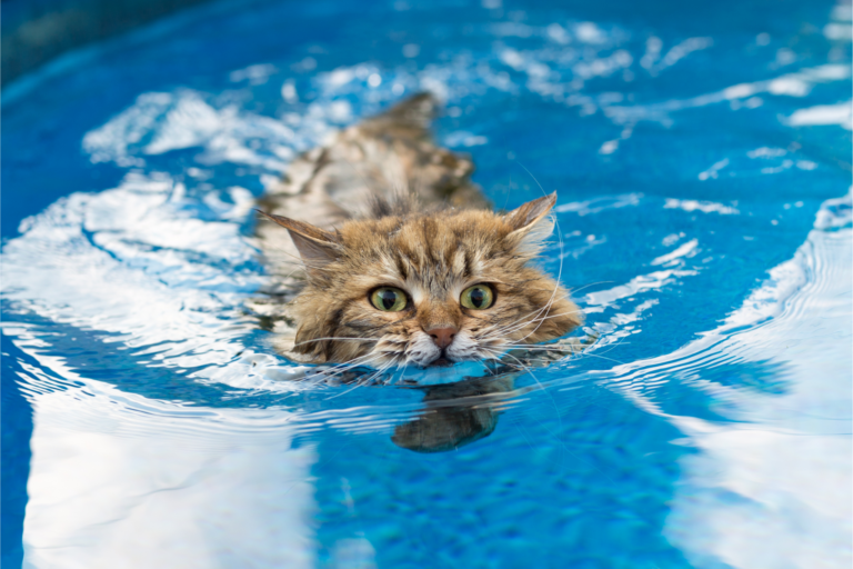 Os melhores esportes para fazer com seu gato
