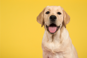 Qual a raça de cachorro mais amada pelas pessoas