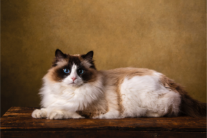 Qual a raça de gatos mais amada pelas pessoas