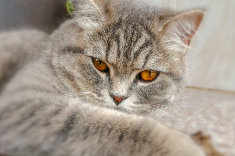 Raças de gatos mais inteligentes