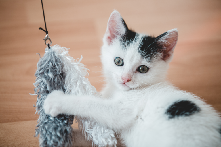 Brinquedos caseiros para gatos ativos