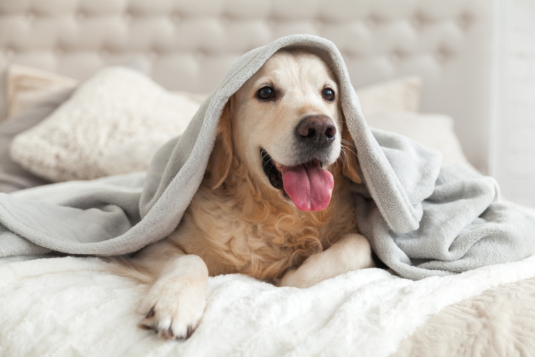 Como manter pets idosos aquecidos no inverno