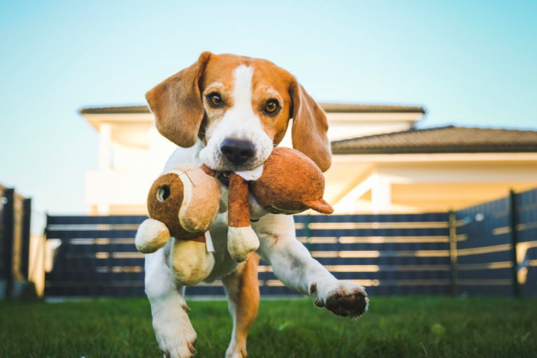 Como montar brinquedos para cães