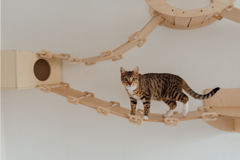 Como montar um playground para gatos em casa