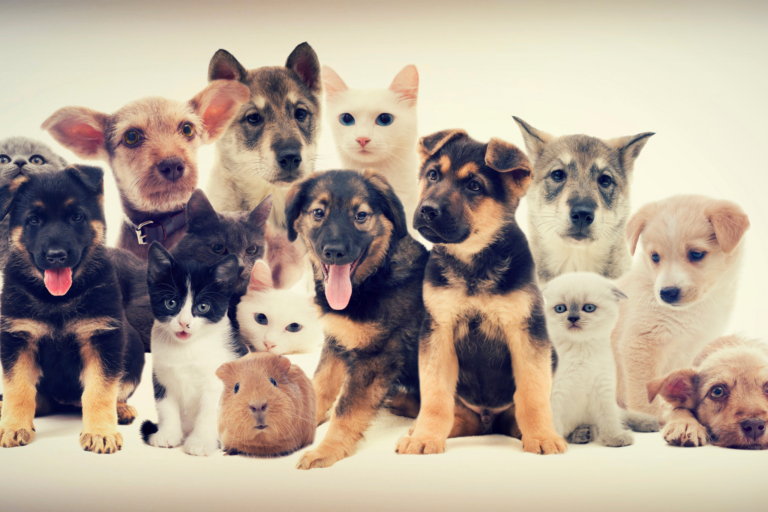 Quais são os pets que podem ser domesticados