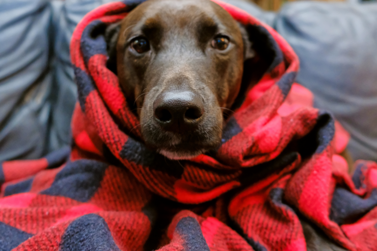Receitas de inverno para pets idosos