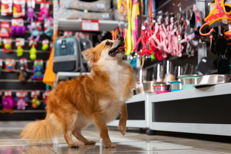 Cobasi e a Petz o petshop mais renomado de São Paulo