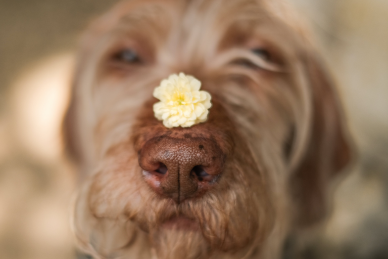 Como fortalecer o vínculo com seu cachorro