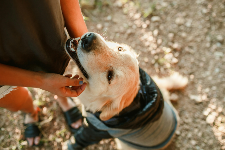 Como o cachorro vê o seu dono