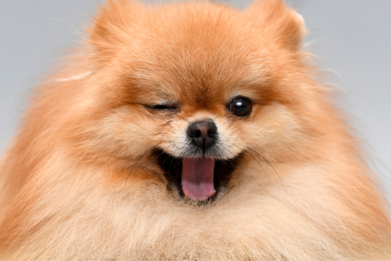 Conhecendo o comportamento dos cachorros
