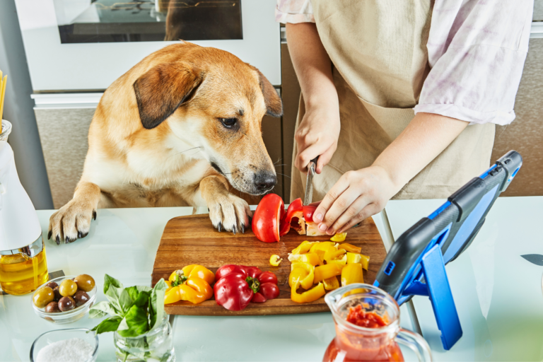 Ideias de receitas diferentes para cães