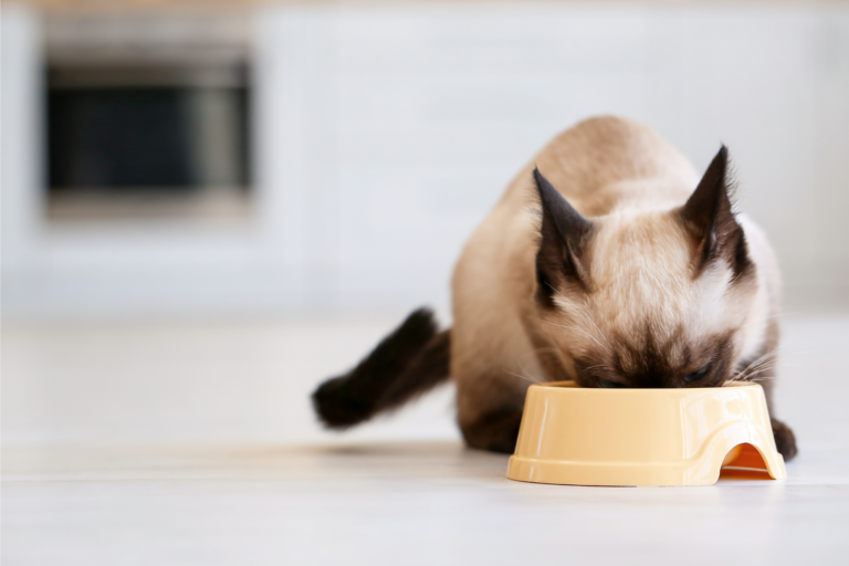 Ideias de receitas diferentes para gatos