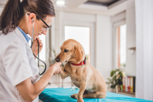 Quais são as 10 melhores clinicas veterinárias de SP