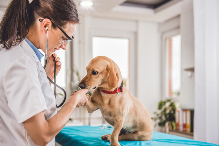 Quais são as 10 melhores clinicas veterinárias de SP