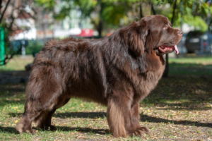 Quais são as raças de cães de porte grande