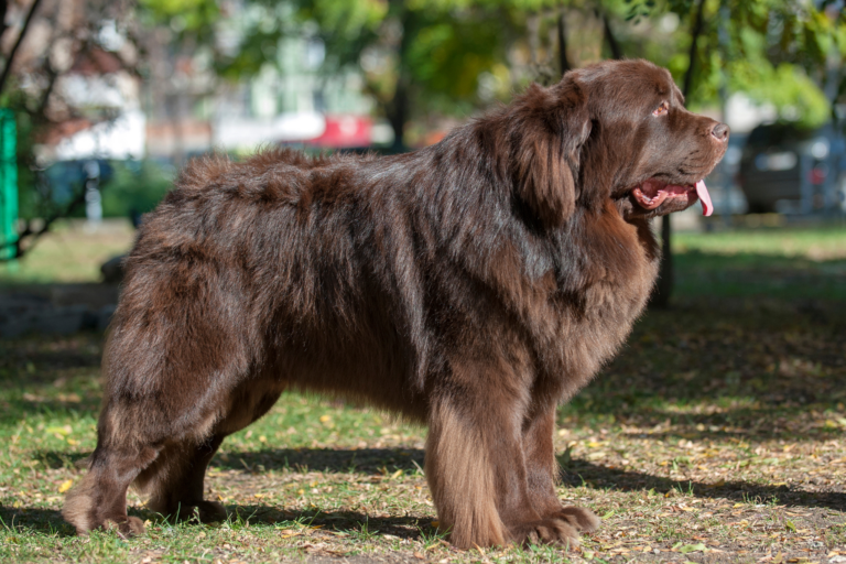 Quais são as raças de cães de porte grande