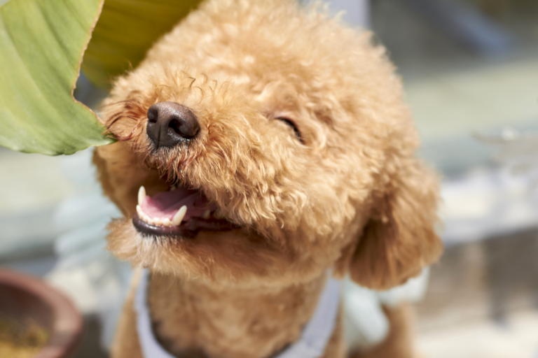 Quais são as raças de cães de porte pequeno