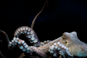 Animais com poderes extraordinários