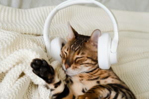 Atividades musicais divertidas para fazer com seu pet