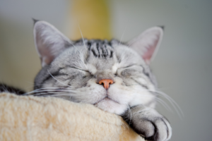 Curiosidades sobre o sono dos gatos