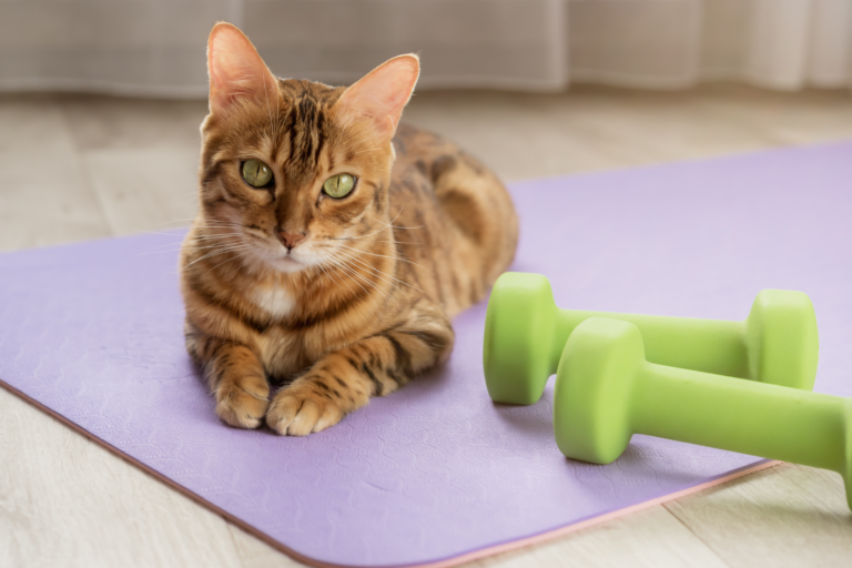 Exercícios ideais para gatos