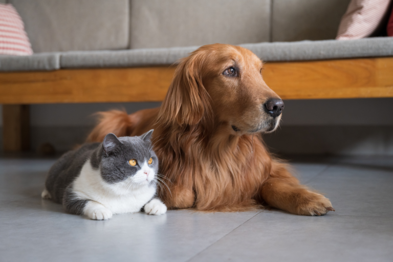 O que fazer quando dois pets não se dão bem