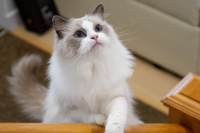 Qual o melhor gato para crianças