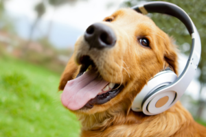 Reações de pets ouvindo música