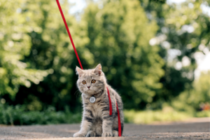 Os melhores locais para passear com seu gato